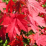 Acer x fremanii 'Sienna'.png